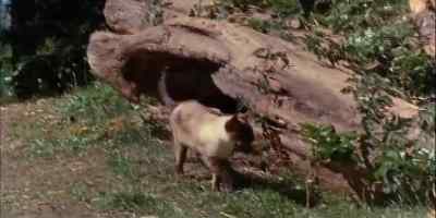 WHEN ALL SEEMED QUIET,
THE CAT WENT ON. - The Incredible Journey