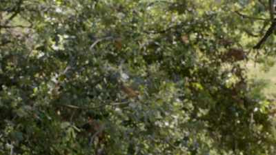 When all the scouts return,
the bees are ready to hold - Cosmos: Possible Worlds