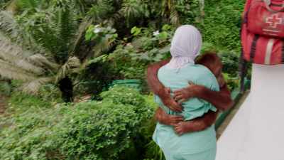When an orangutan has
been through its quarantine, - Why on Earth