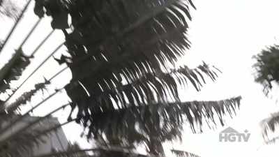 When we arrived here, there
was this massive palm, - Island of Bryan