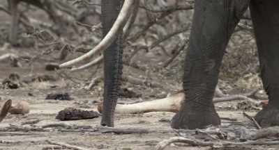When Athena finally stops, - The Elephant Queen