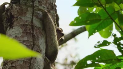 When it can take a month
to digest a single leaf, - Our Great National Parks