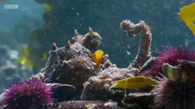 When caught out in the open,
and vulnerable, - Planet Earth: A Celebration