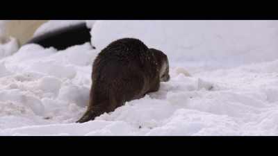 When your children grow up
you prepare them, - Billy & Molly: An Otter Love Story