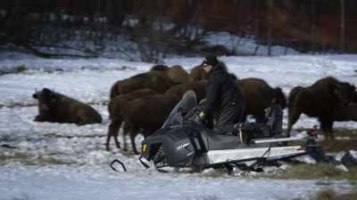 When they come out,
they're probably trying to, you know, - United States of Animals