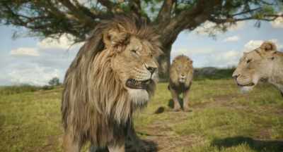 When we come upon an Outsider, - Mufasa: The Lion King