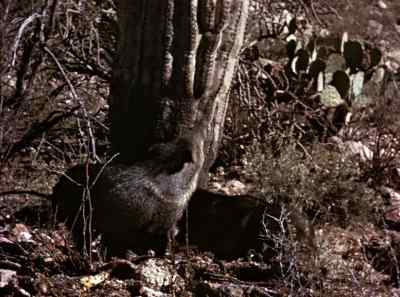 When it comes to a choice - The Living Desert