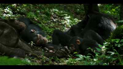 When it comes to babies, most chimps are pretty tolerant. - Chimp Empire