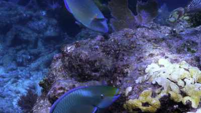 When that coral passes
through the parrotfish, - Chasing Coral