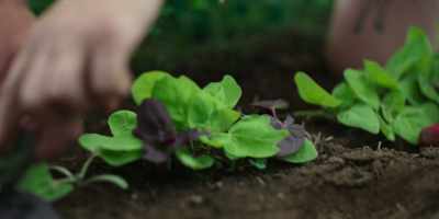 When Dan grows orach, - Chef's Table: Pizza