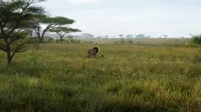 When we die,
our bodies become the grass... - The Lion King