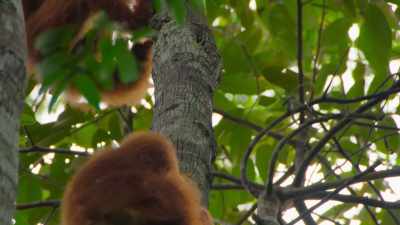 When it does,
it draws in orangutans from far and wide. - Our Great National Parks
