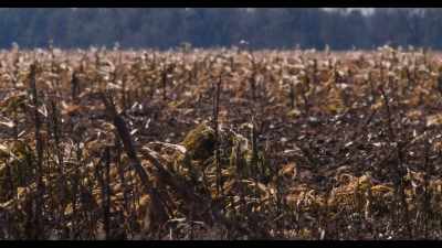 When you drive by the fields,
that's all corn that's going on barges - Somebody Feed Phil