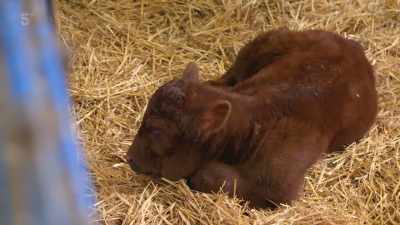 When we failed to get
a bull from the sale, - Our Yorkshire Farm