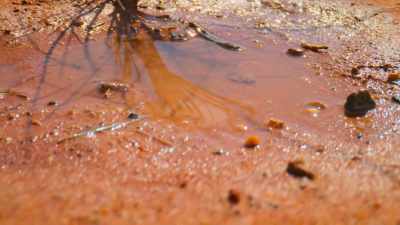 When it finally finds standing water,
it just stands in it. - Tiny World