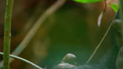 When her fingers can't reach
the nut inside... - Seven Worlds, One Planet