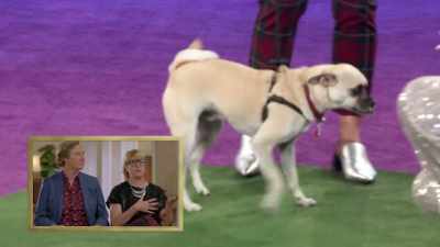 When we first adopted Bo,
he was very small. - 2022 American Rescue Dog Show