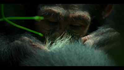 When she first arrived, - Chimp Empire