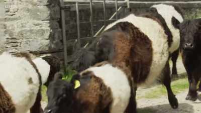 When they first came to the
farm, they did come with a bit - Wild Isles