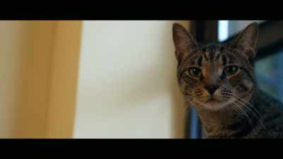 When he first got here, he loved
to run as fast as he could. - Cat Daddies
