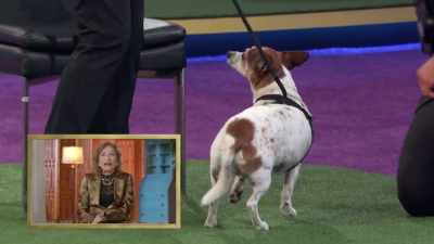 When we first got him,
he was almost a year old, - 2022 American Rescue Dog Show