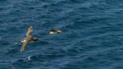When fish stocks are low, - Blue Planet II