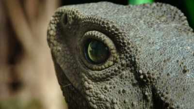 When food is scarce,
tuatara are capable - Modern Dinosaurs