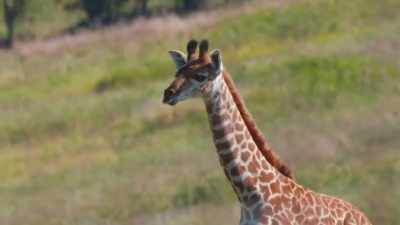 When we get our hands
on a neonate, - Secrets of the Zoo