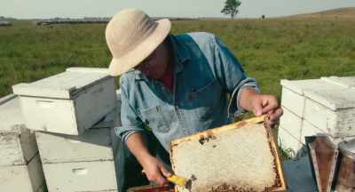 When it gets down
below 18.5% moisture, - The Pollinators