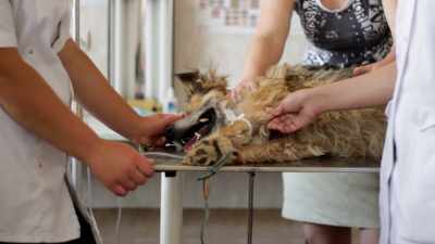 When you have
a dog or a cat - Pet Fooled