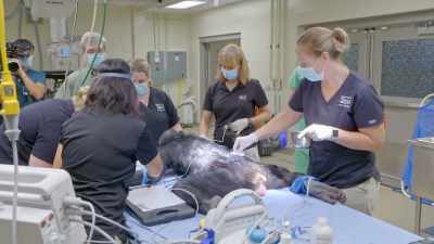When you have an animal
that's already compromised - Secrets of the Zoo