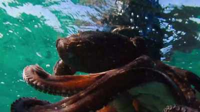 When you have that connection
with an animal - My Octopus Teacher