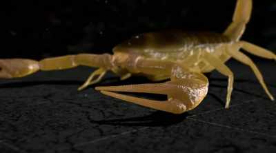 When they have thin pincers,
they've often got a thick tail, - Kings of Pain