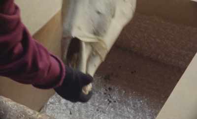 When horses die, - Geographies of Solitude