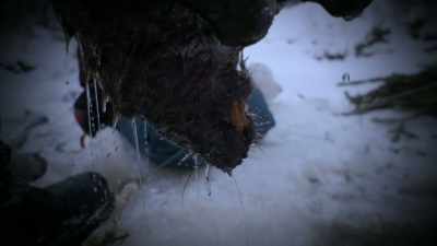 When that huge tail and
those flippers came out, - Life Below Zero: Next Generation