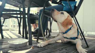 When humans aren't involved, - Inside the Mind of a Dog