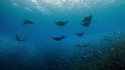 When hunters such as these work together,
they become extremely efficient. - Our Planet