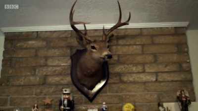 When I was 13 years old,
I killed this deer - Once Upon a Time in Iraq