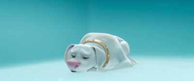 When I was a puppy, - DC League of Super Pets