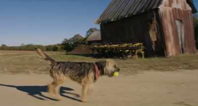 When I bring the ball back, - Strays