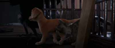 When I catch up to you two, - Gracie & Pedro: Pets to the Rescue