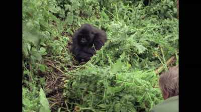 When I filmed with the mountain gorillas, - David Attenborough: A Life on Our Planet