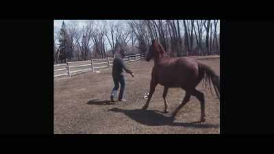 When I first got Juniper, - My Heroes Were Cowboys