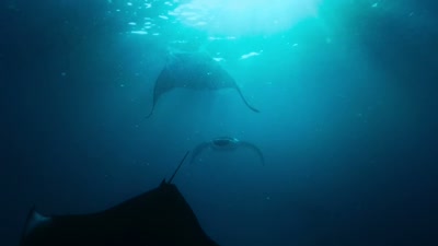 When I first saw the mantas, - A Year on Planet Earth