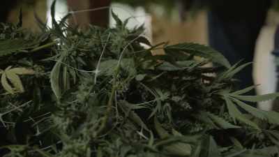 When I first started trimming,
it was just hippie girls, mostly. - Murder Mountain