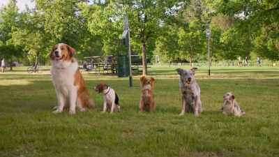 When I gave you all bacon treats, - The Healing Powers of Dude