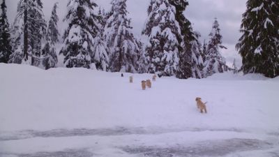 When I get home I'm definitely going to need a pawdicure - Snow Buddies
