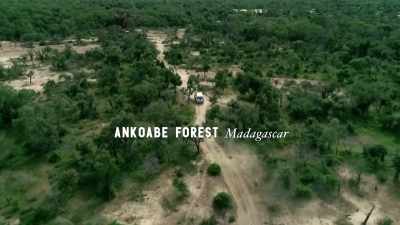 When I was in Madagascar
this last trip... - Trees and Other Entanglements