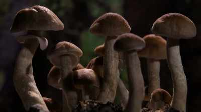 When I was in Ohio, - Fantastic Fungi