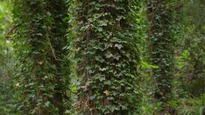 When I look out at the
trees in my backyard, - Trees and Other Entanglements